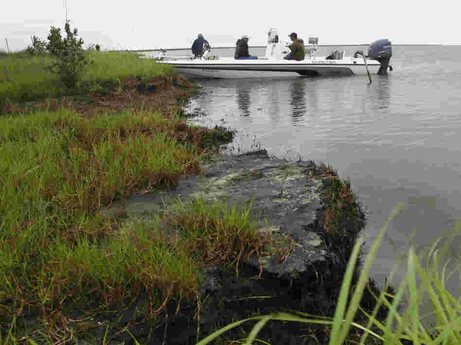 Two years later, this Bay Jimmy island is part of 200 miles of Louisiana shoreline still fouled by the BP oil spill.  A layer of oil has hardened along the coast, creating a thick layer of asphalt-like tar that's choking the edge of the marsh and accelerating an already alarming rate of coastal erosion.