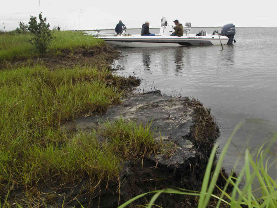 Two years later, this Bay Jimmy island is part of 200 miles of Louisiana shoreline still fouled by the BP oil spill.  A layer of oil has hardened along the coast, creating a thick layer of asphalt-like tar that's choking the edge of the marsh and accelerating an already alarming rate of coastal erosion.