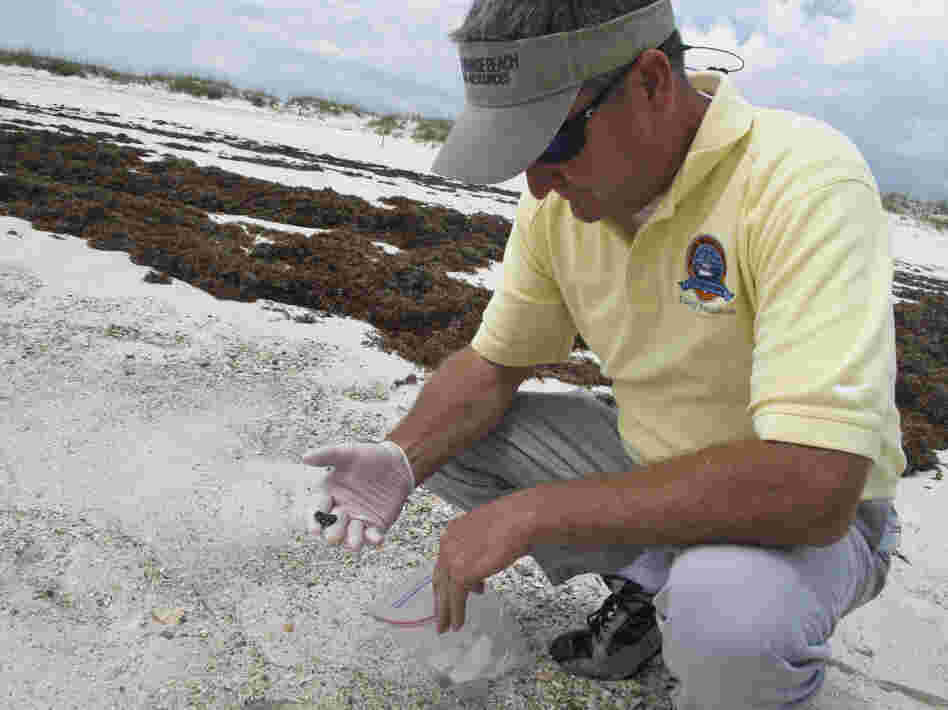Orange Beach, Ala., Environmental Manager Phillip West holds a tar ball that has washed onto the area's sugar-white sand beaches. He says the clumps of weathered oil come in when the surf is rough — an indication that two years later, there's still oil lingering offshore.