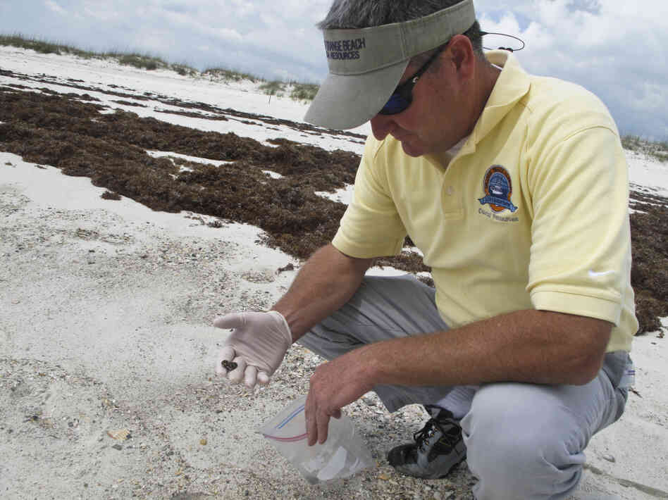 Orange Beach, Ala., Environmental Manager Phillip West holds a tar ball that has washed onto the area's sugar-white sand beaches. He says the clumps of weathered oil come in when the surf is rough — an indication that two years later, there's still oil lingering offshore.