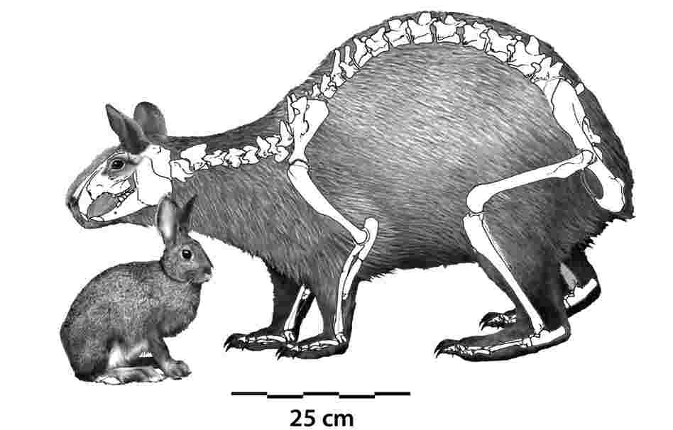 Nuralagus rex, an extinct giant rabbit that lived on the island of Minorca, seen compared to a European rabbit.