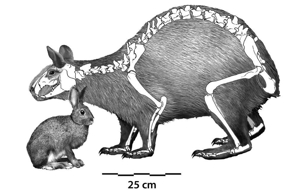 Nuralagus rex, an extinct giant rabbit that lived on the island of Minorca, seen compared to a European rabbit.