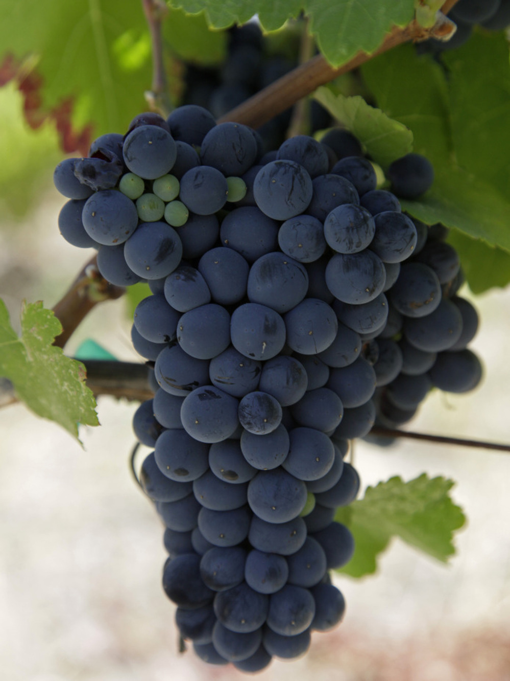 The European Union is forcing a British winery to give away wine made with Argentinian Malbec grapes. Here, a cluster of Malbec grapes hang from a vine.
