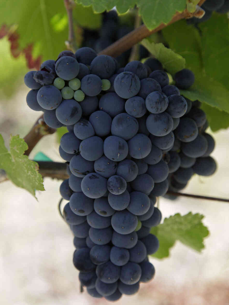 Don't Call It A Malbec Europe Sours On British Winery's Plan The