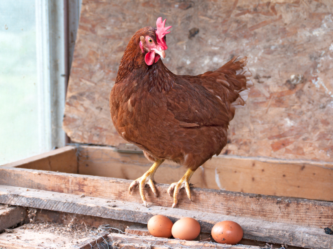 Hen.