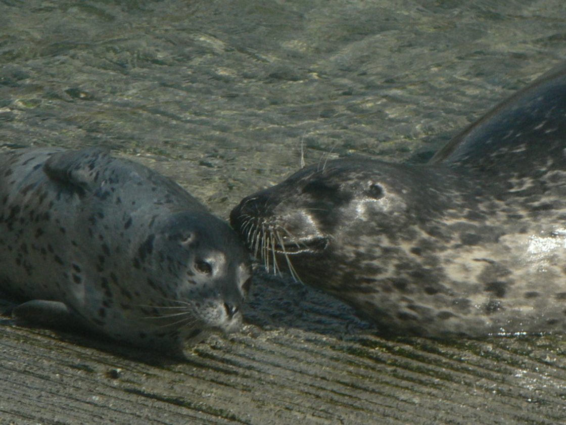 A mother and infant harbor seal at Point Lobos State Natural Reserve in California, April 2012.