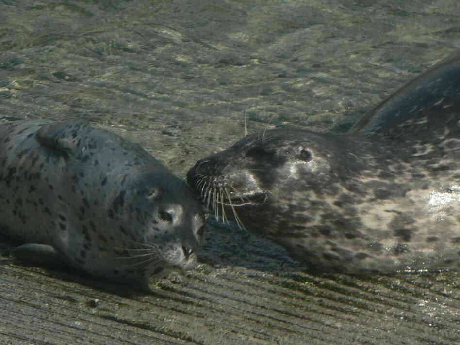 A mother and infant harbor seal at Point Lobos State Natural Reserve in California, April 2012.