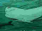 promo image