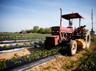 Miller Farms in Maryland is a family-run operation that sells its home-grown vegetables at farmers' markets and local grocery stores. Phil Miller, whose family owns the farm, says he's trying to earn a food safety certification now required by many food buyers. Miller Farms in Maryland is a family-run operation that sells its home-grown vegetables at farmers' markets and local grocery stores. Phil Miller, whose family owns the farm, says he's trying to earn a food safety certification now required by many food buyers.