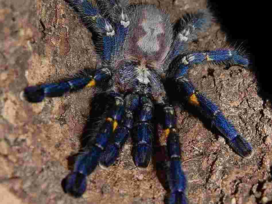 The Poecilotheria metallica is a species of tarantula that reflects a metallic blue color. It is just one of many tarantulas for sale in Ken "The Bug Guy" MacNeil's pet store. Price: $200. The Poecilotheria metallica is a species of tarantula that reflects a metallic blue color. It is just one of many tarantulas for sale in Ken "The Bug Guy" MacNeil's pet store. Price: $200.