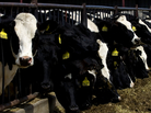 Cattle feeding practices have been changed in an effort to halt the spread of mad cow disease. Cattle feeding practices have been changed in an effort to halt the spread of mad cow disease.
