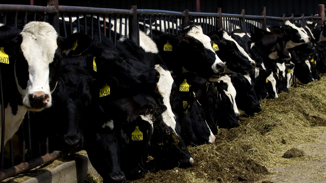 Cattle feeding practices have been changed in an effort to halt the spread of mad cow disease.