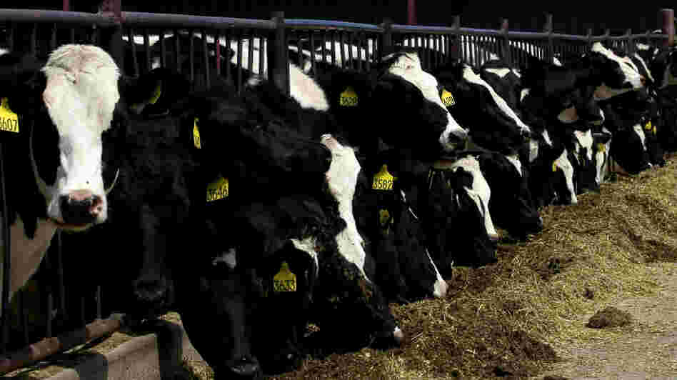 Cattle feeding practices have been changed in an effort to halt the spread of mad cow disease.