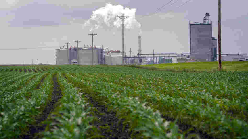 Young corn plants grow next to the Guardian Energy ethanol plant in Janesville, Minn. Five years ago, the U.S. government projected that in 2012, ethanol production would use up 30 percent of the nation's corn supply. Last year, it used 40 percent. Young corn plants grow next to the Guardian Energy ethanol plant in Janesville, Minn. Five years ago, the U.S. government projected that in 2012, ethanol production would use up 30 percent of the nation's corn supply. Last year, it used 40 percent.
