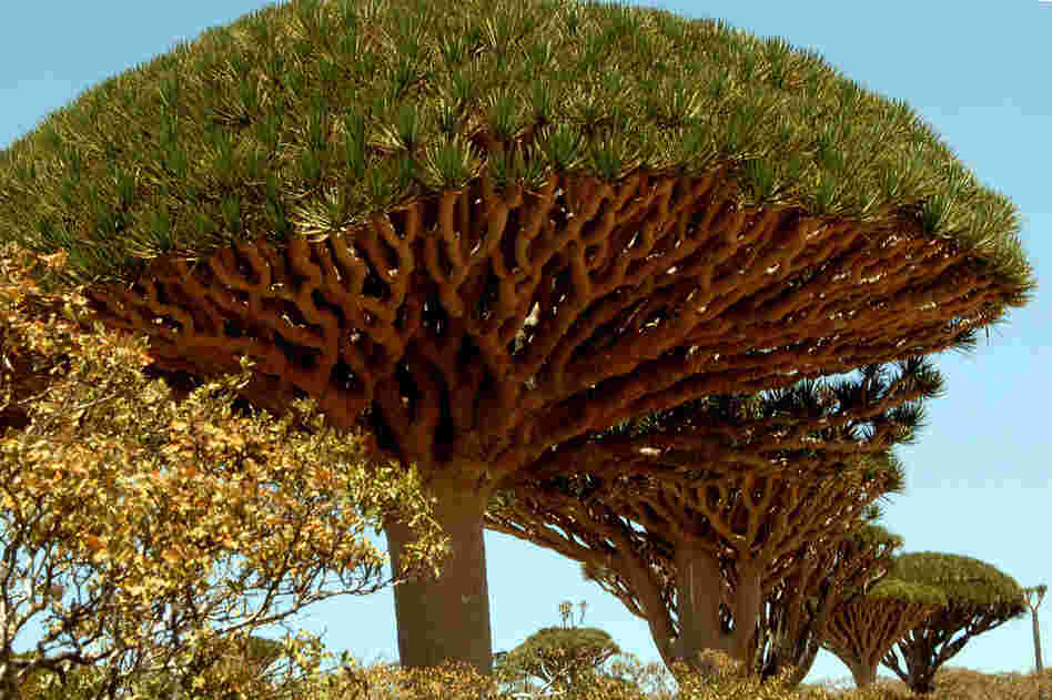 The Yemeni island of Socotra is historically famous for its unique and spectacular vegetation; botanists rank the flora of Socotra among the 10 most endangered island flora in the world. The dragon blood tree is unique to the island. 