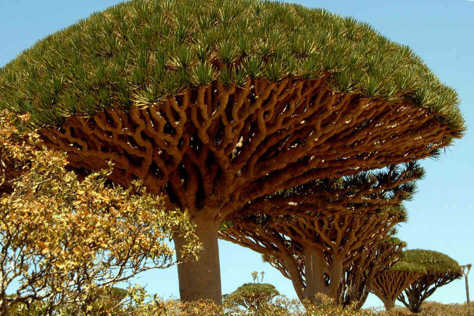 The Yemeni island of Socotra is historically famous for its unique and spectacular vegetation; botanists rank the flora of Socotra among the 10 most endangered island flora in the world. The dragon blood tree is unique to the island. 