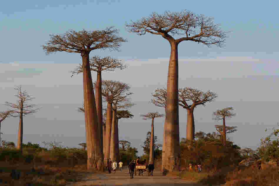 More baobabs, these in Madagascar, because they really are the coolest. The "Avenue of the Baobabs" was designated as a protected zone in 2007. 