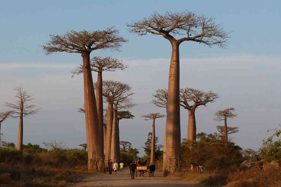 More baobabs, these in Madagascar, because they really are the coolest. The "Avenue of the Baobabs" was designated as a protected zone in 2007. 