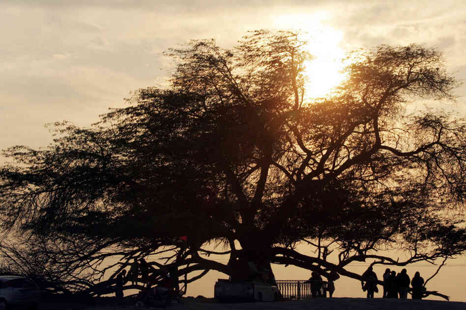 There's another "tree of life." This one is a mesquite tree located in Bahrain. 