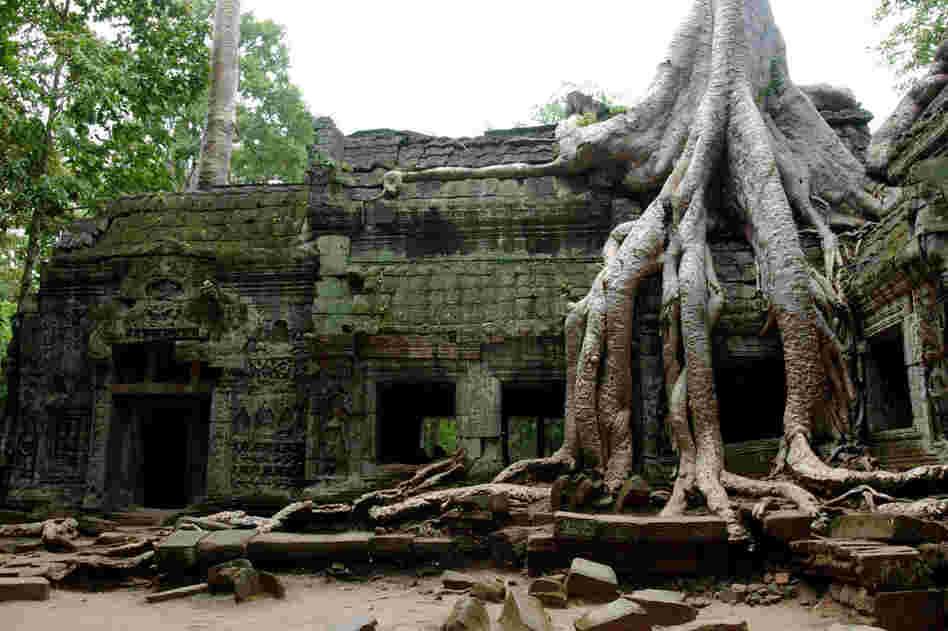 One of the most iconic features of the ruins of Ta Phrom in Angkor, Cambodia, is the trees growing through the structures. 