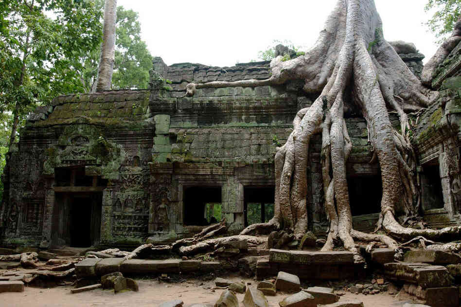 One of the most iconic features of the ruins of Ta Phrom in Angkor, Cambodia, is the trees growing through the structures. 