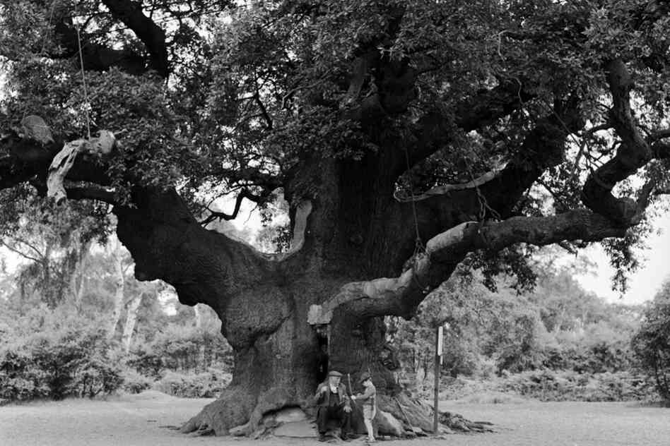 Of course we have to acknowledge the Major Oak of Robin Hood's Sherwood Forest, near Edwinstowe, England. 
