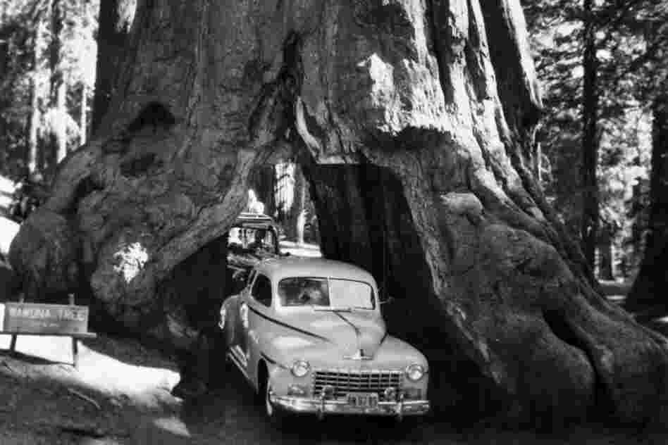 Some redwoods in California are large enough to drive through. That's neat. 