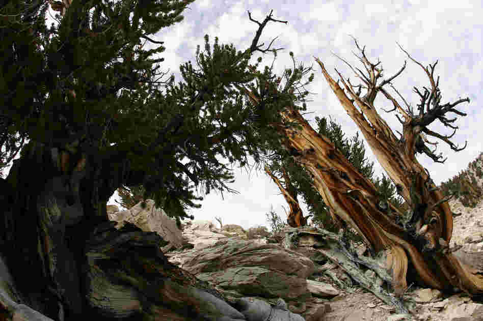 The ancient bristlecone pine trees are thought to be the oldest in the world. The Methuselah in California, more than 4,800 years old, is considered the oldest, named after the Biblical figure with the longest lifespan. 