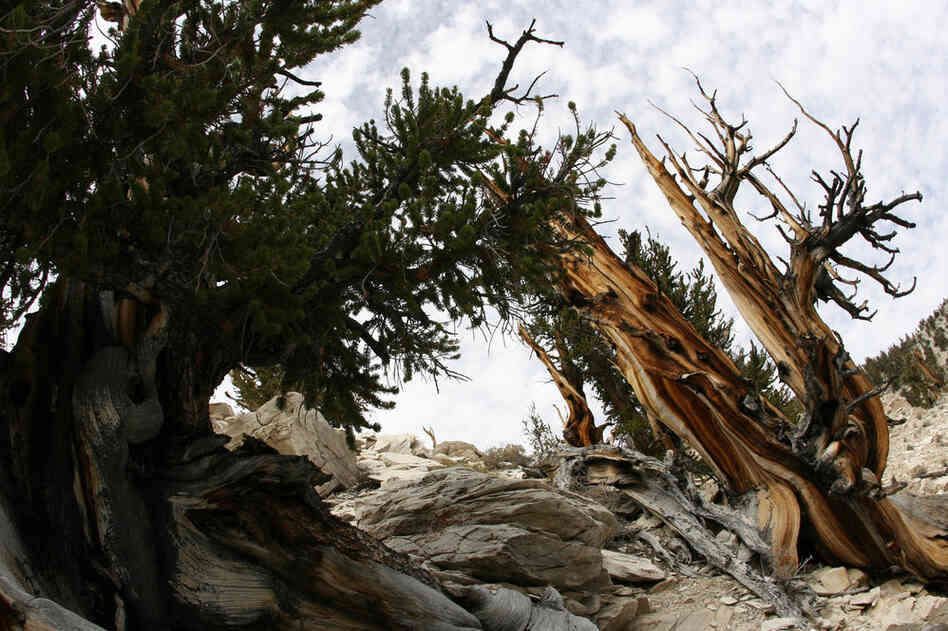 The ancient bristlecone pine trees are thought to be the oldest in the world. The Methuselah in California, more than 4,800 years old, is considered the oldest, named after the Biblical figure with the longest lifespan. 