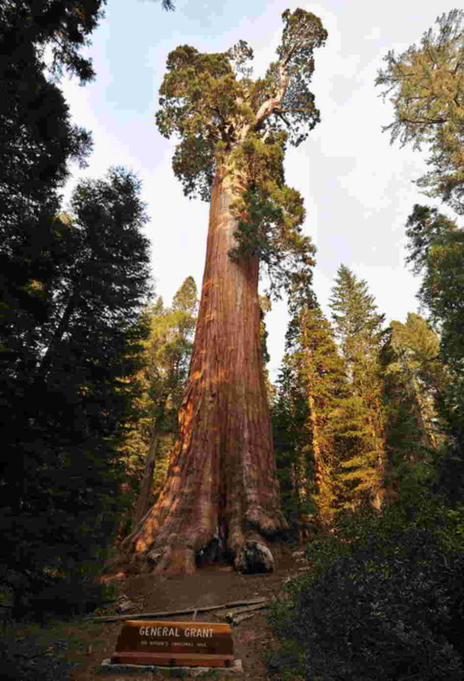 Redwood trees, like the General Grant giant sequoia, native to California's Sierra Nevada, are the world's largest by volume — reaching heights of more than 300 feet. The oldest known giant sequoia based on its ring count is 3,500 years old. 