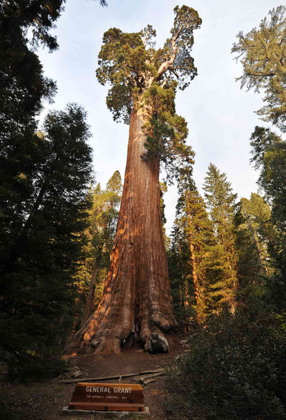 Redwood trees, like the General Grant giant sequoia, native to California's Sierra Nevada, are the world's largest by volume — reaching heights of more than 300 feet. The oldest known giant sequoia based on its ring count is 3,500 years old. 