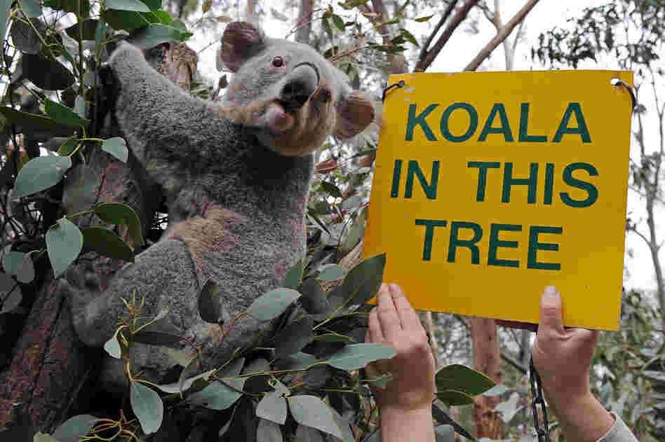 Eucalyptus trees, 'cause, duh: koalas. 