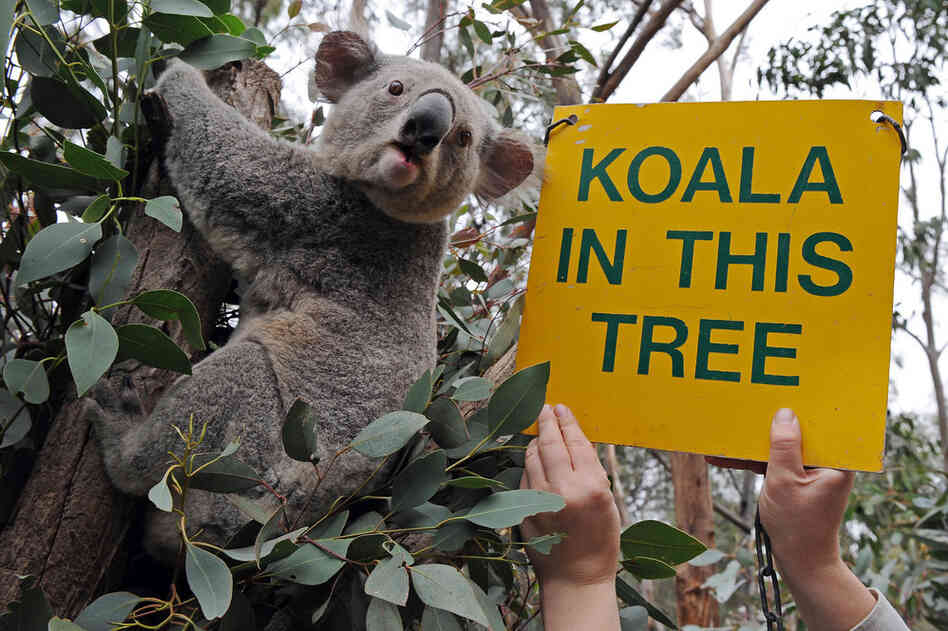 Eucalyptus trees, 'cause, duh: koalas. 