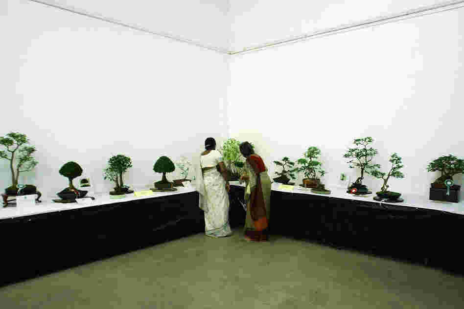 Don't forget the little trees. The Japanese art of bonsai, using miniature trees grown in containers, has equivalents in other cultures. Here, two women look at bonsai trees in Sri Lanka. 