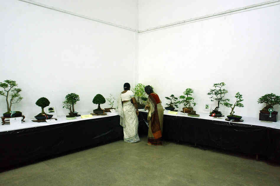 Don't forget the little trees. The Japanese art of bonsai, using miniature trees grown in containers, has equivalents in other cultures. Here, two women look at bonsai trees in Sri Lanka. 