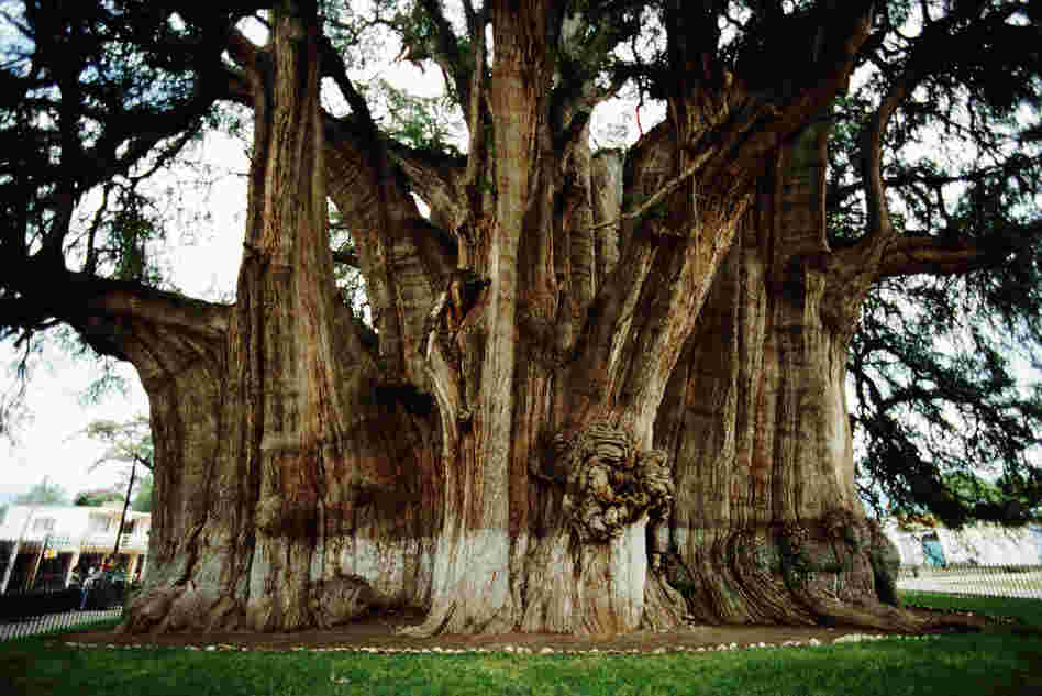 The Tule tree is a Montezuma cypress in Oaxaca, Mexico. It has the stoutest trunk of any tree in the world and is on the UNESCO tentative list of World Heritage Sites. According to UNESCO, "the ancient indigenous population considered this tree as sacred," which is why it's also nicknamed the "tree of life." 