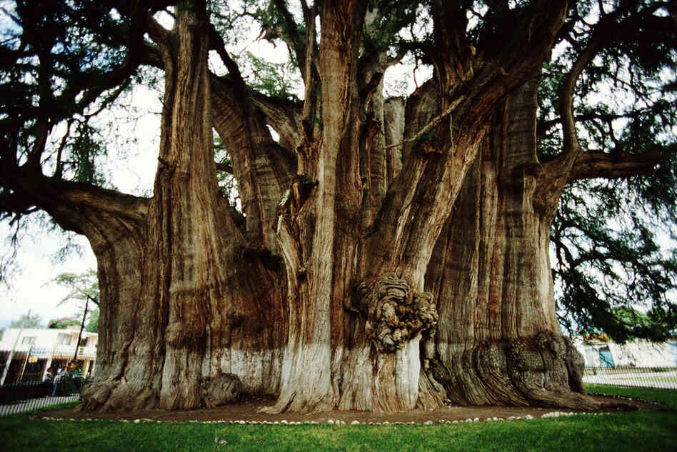 'Dragon Blood' And Other Awesome Trees For Arbor Day The Picture Show