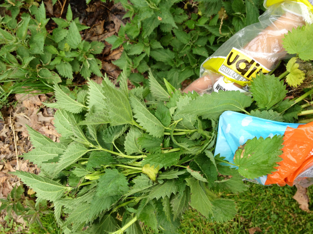 Leah Lizarondo. with her hands covered in plastic bags, gathers stinging nettles.