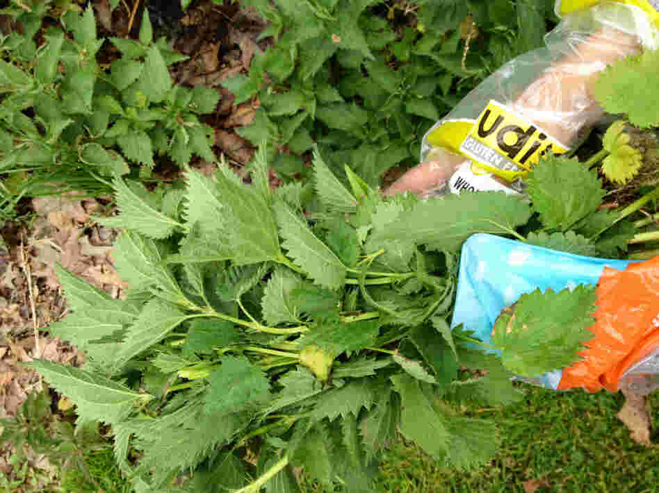 Leah Lizarondo. with her hands covered in plastic bags, gathers stinging nettles.