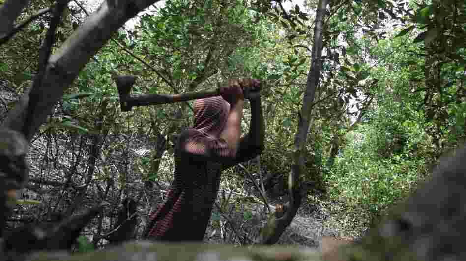 A man gathering firewood to sell cuts down mangrove trees in the coastal area of Medan city on Indonesia's Sumatra island on Jan. 31. The country, which has one-quarter of the world's mangroves, is losing them at a rate of 6 percent a year. The coastal forests play important ecological and environmental roles. A man gathering firewood to sell cuts down mangrove trees in the coastal area of Medan city on Indonesia's Sumatra island on Jan. 31. The country, which has one-quarter of the world's mangroves, is losing them at a rate of 6 percent a year. The coastal forests play important ecological and environmental roles.