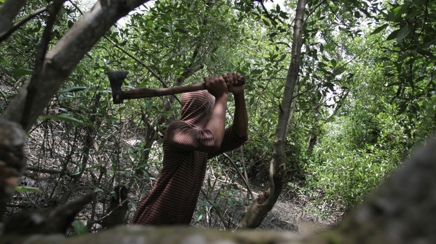 A man gathering firewood to sell cuts down mangrove trees in the coastal area of Medan city on Indonesia's Sumatra island on Jan. 31. The country, which has one-quarter of the world's mangroves, is losing them at a rate of 6 percent a year. The coastal forests play important ecological and environmental roles. A man gathering firewood to sell cuts down mangrove trees in the coastal area of Medan city on Indonesia's Sumatra island on Jan. 31. The country, which has one-quarter of the world's mangroves, is losing them at a rate of 6 percent a year. The coastal forests play important ecological and environmental roles.