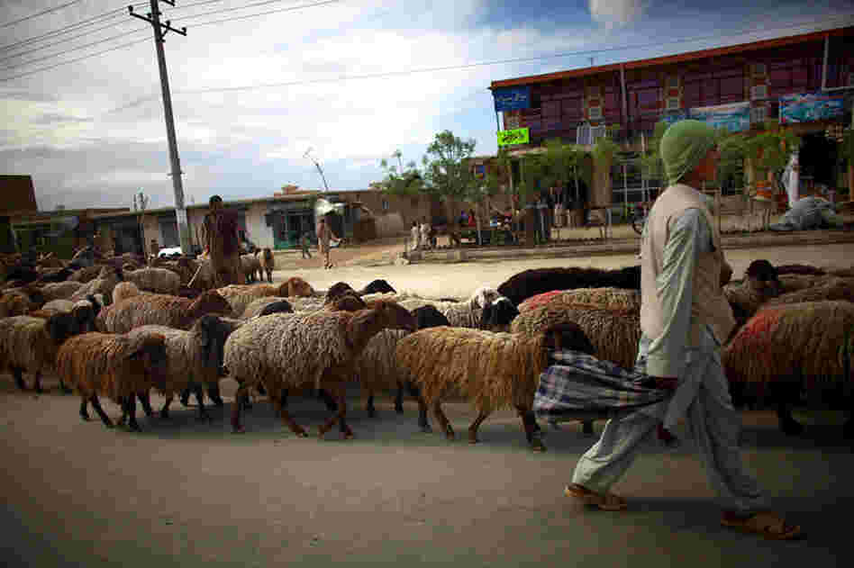 Shepherd