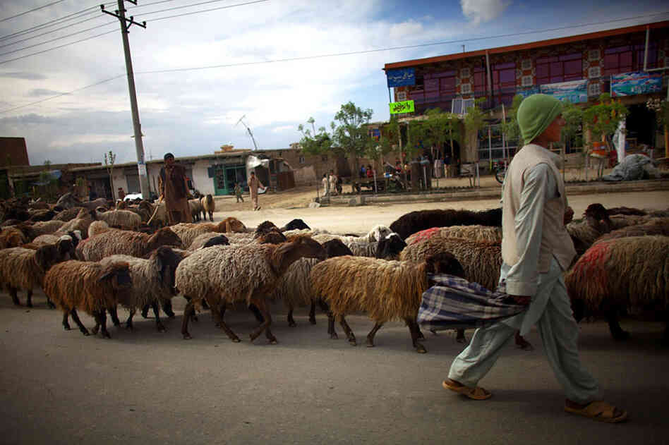 Shepherd
