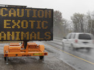 A sign warning motorists that exotic animals were on the loose near Zanesville, Ohio, last October. A sign warning motorists that exotic animals were on the loose near Zanesville, Ohio, last October.