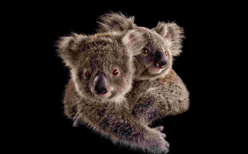 Photographer Joel Sartore says koalas really are as cute as they seem. "They're pretty much exactly what you think," he says. Here, two joeys cling to each other at an animal hospital in Australia.