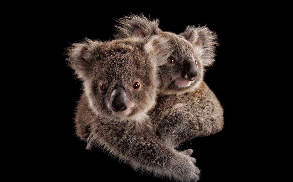 Photographer Joel Sartore says koalas really are as cute as they seem. "They're pretty much exactly what you think," he says. Here, two joeys cling to each other at an animal hospital in Australia.