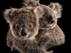 Two joeys cling to each other at an animal hospital before being placed with human caregivers. Later on, they'll be released into the wild. Two joeys cling to each other at an animal hospital before being placed with human caregivers. Later on, they'll be released into the wild.