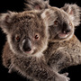 Two joeys cling to each other at an animal hospital before being placed with human caregivers. Later on, they'll be released into the wild.