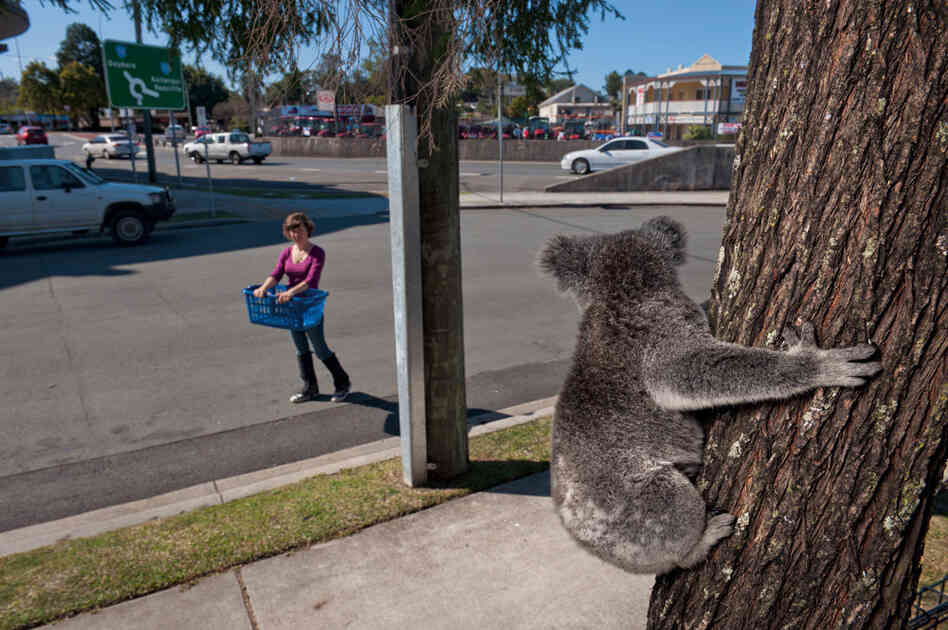 Up a tree in Petrie, a town north of Brisbane, a female koala watches photo assistant Jess Hooper approach with a basket to drop on her if she comes down before rescuers arrive. Koalas often return to trees they consider their territory, says rescuer Megan Aitken, "even if those trees are now in somebody's front yard."