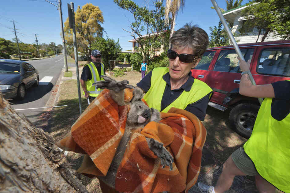 Wielding a blanket, Megan Aitken of the Moreton Bay Koala Rescue team bundles a young male that was hit by a car. Development in prime koala habitat makes such scenes inevitable, she says: "If koalas aren't protected, we're looking at local extinction within five years."